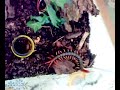 Scolopendra subspinipes dehaani 2