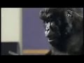 Cadbury Gorilla Advert X Factor Audition