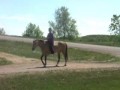 SOLD! 9 yo Buckskin well broke Quarter Pony mare