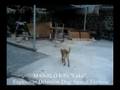 videos de MANALO K9's Bomb Dogs - Odor Search Exercise w/ Lyka