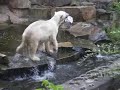 Knut und der Ball der einfach nicht zu den Zuschauern fliegt