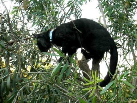 Tree Climbing Winnie
