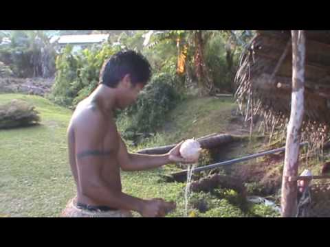 how to harvest coconut