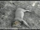 lion at elephant plains 11.52am cat