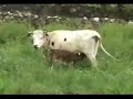 el anticristo contra las rolas de peru!!!