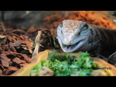 YouTube reptile video