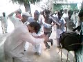chiniot, jhang Punjab tradition bhangra video