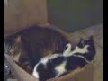 Tigger and Alison taking a nap with each other