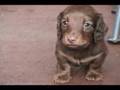puppy,dog