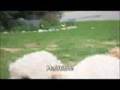 Frisbee catches by a dog
