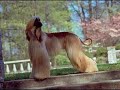 AFGHAN HOUND PUPPIES by Eduardo Dur�n Haedo