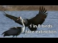 Endangered 2
