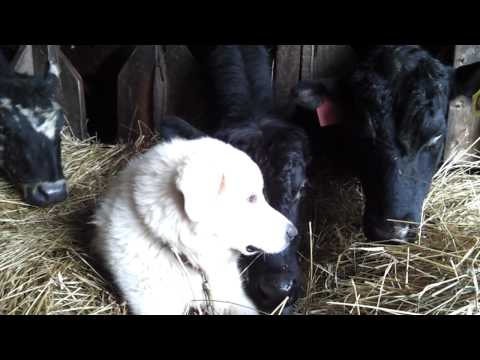 great pyrenees