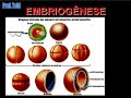 Biologia: Estudo da formação do Embrião 02 (Prof. Toid)