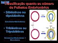 Biologia: Estudo da formação do Embrião 02 (Prof. Toid)