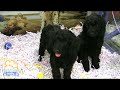 Groodle (Golden Retreiver X Poodle)