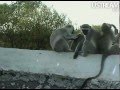 Vervet Family Grooms, Plays, and Bonds on the Hide Roof at Pete's Pond February 7, 2012