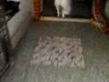 kutty,s sweet pet