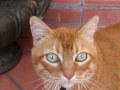 MVI 4388 red tabby neighbor cat