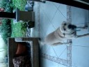 a jumping yellow Lab a jumping yellow Lab