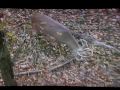 Drury outdoors Volume 3 of 10 (on the move)