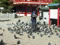 ファイトマンの日常 〜鳩〜