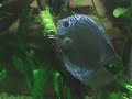Discus breeding in 3ft planted community aquarium Discus breeding in 3ft planted community aquarium