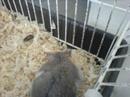 My hamster climbing