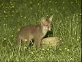Newport Fox Cubs feeding to do their bit for Springwatch Newport Fox Cubs feeding to do their bit for Springwatch