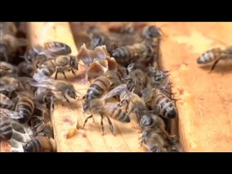 EU verbietet wegen Bienensterben drei Insektenmittel