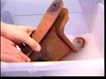 Trucks! Rust Remover Clip