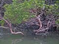Mangroves 5608