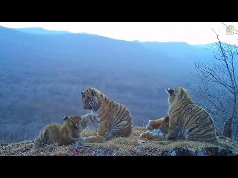 Russland: Seltene Freiland-Aufnahmen zeigen Sibirische Tigerbabys beim Spielen