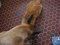 Buck des loups mutins (BBMM) fait la toilette de 