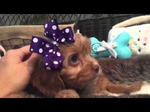 Cavapoo puppy.. Out to steal your heart!