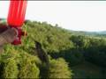 videos de Hummingbird Love