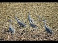 A Day in the Sandhill Crane Migration