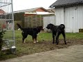 irma bernese mountain - crazy dogs in the garden