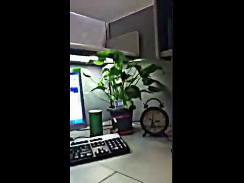 how to transplant split leaf philodendron