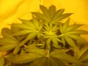 Marijuana grow tent 600hps