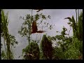 Candamo: Gorgeous macaws Candamo: Gorgeous macaws