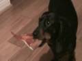 Daschund Gets Pizza!