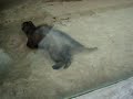 Steinmarder - Wildlife No2
