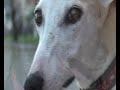 SOS GALGOS  ( 50.000 )