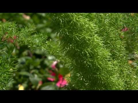 how to transplant asparagus fern
