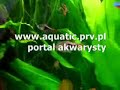 akwarium-wwwakwarystyka24info-akwarium-akwarystyka.html