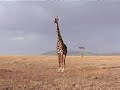 Kenya Safari