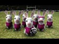 Rayman - Bunnies can\