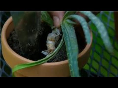 how to care aloe vera plant