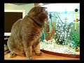 catfish catfish